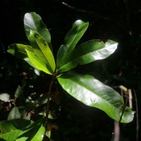 Semecarpus nigroviridis Thwaites